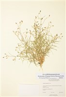 藏品(長梗繁縷)的圖片